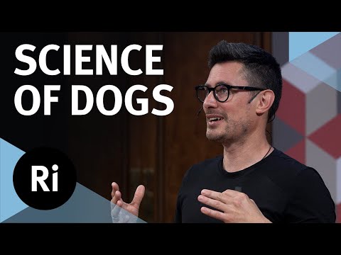 Video: Videnskabeligt Bevis nu fortæller os, hvad vi allerede vidste om hunde