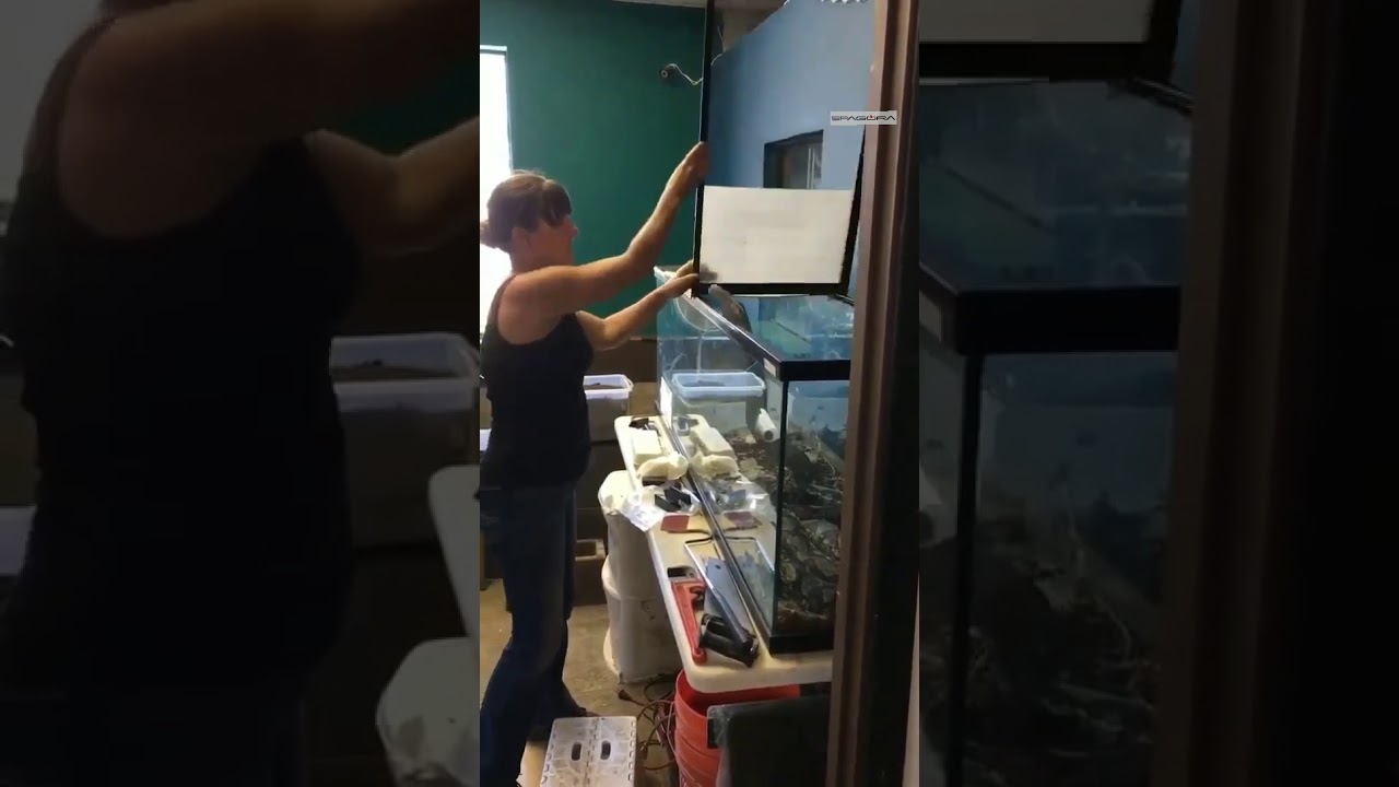 Mulher é atacada por cobra durante limpeza de terrário