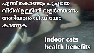 Indoor cats health benefits | വീടിനു ഉള്ളില്‍ വളര്‍ത്തുന്ന പൂച്ചകളുടെ health benefits #catvideo