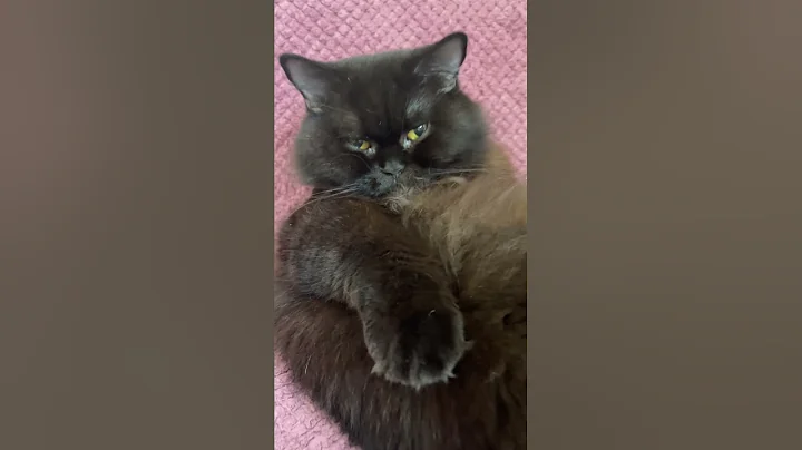 Watch the video about PRADA Black British LONGHAIR cat