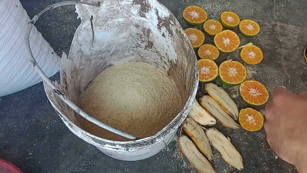 bichinho de laranja pra pescar tilápia, como faz