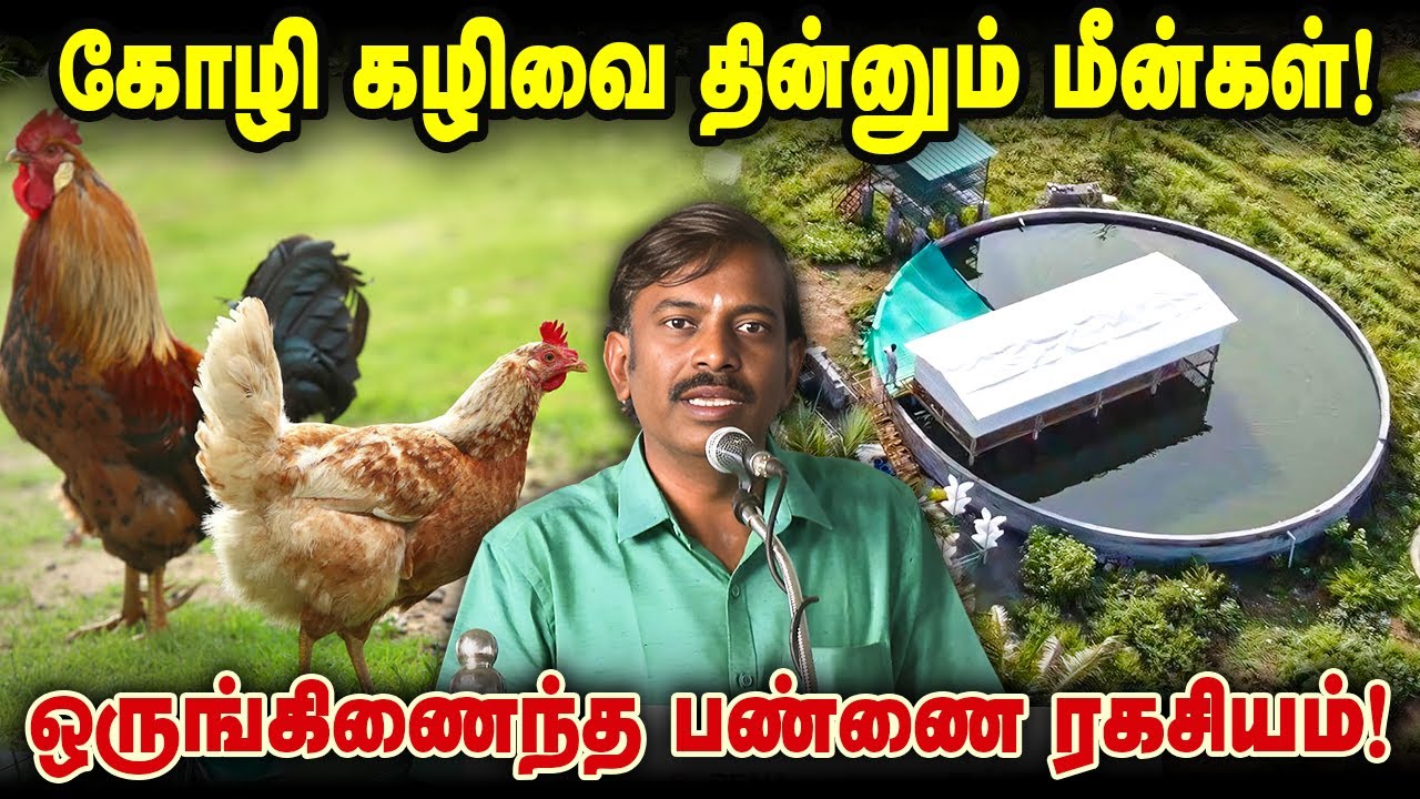 கோழி கழிவை தின்னும் மீன்கள்! ஒருங்கிணைந்த பண்ணை ரகசியம்! 