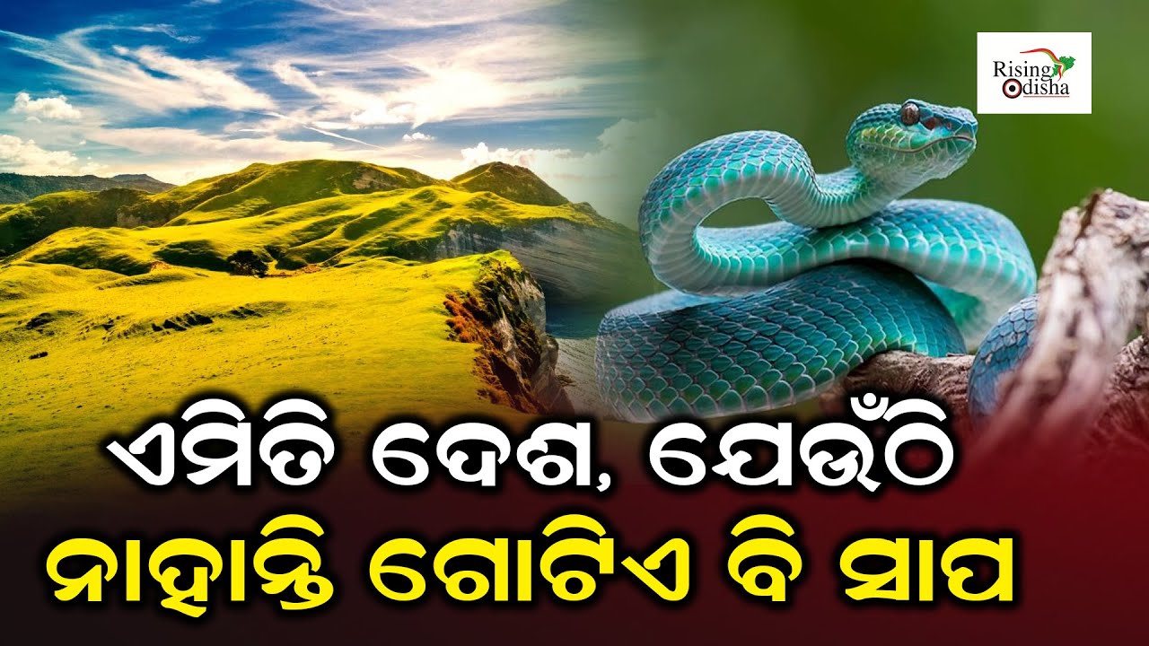 No Snake Country in the World St Patrick's Day Celebration in Ireland Snakeless Country