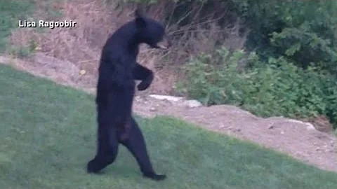 New Jersey's Walking Bear Mystery Solved