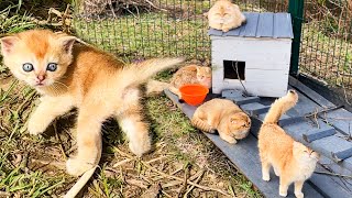 The first spring in the life of baby kittens