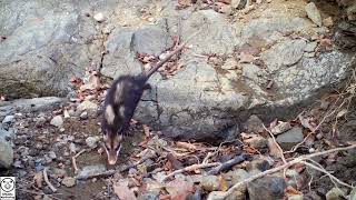 Ecuadorian Hermit Crab - Tico Times