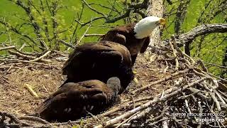 Decorah Eagles - North Nest 18.05.2024