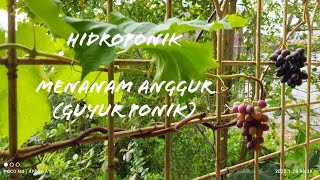 Hidroponik Menanam Anggur (Guyur Ponik)