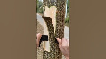 Unique and Creative Tool Super Sharp To Peel Tree Bark Very Easily #Shorts
