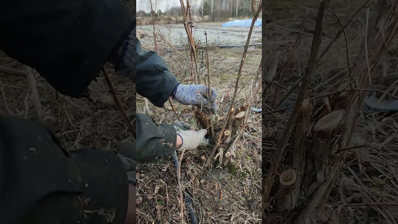омолоджуюча обрізка жимолості їстівної
