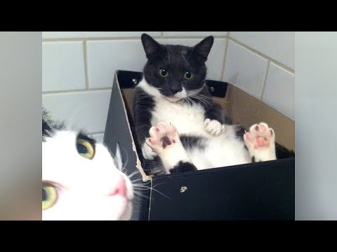 no-way-you-can-watch-&-not-laugh!---super-funny-cats