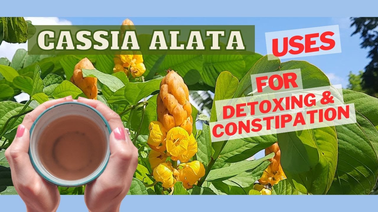 One of the Best CONSTIPATION Home Remedy & DETOX using Cassia Alata