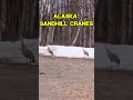 Alaska Sandhill Crane Sounds #alaskalife #Alaska #nature