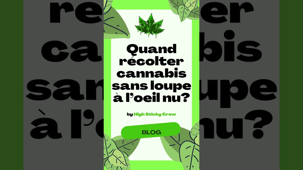 Quand récolter cannabis sans loupe à l’oeil nu