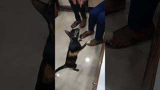 Pale Na Hota To catlover animalloveryoutubeshorts