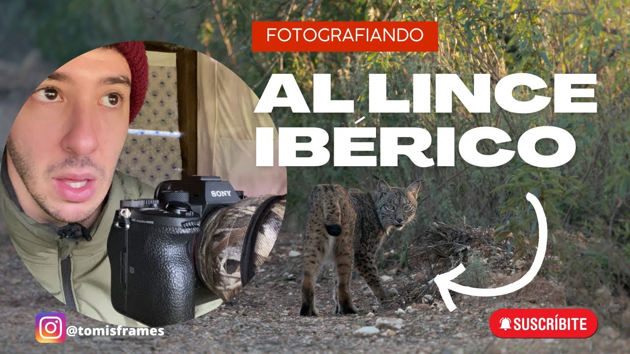 Hide de lince ibérico, Wildmoral