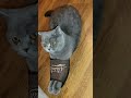 Кто будет со мной ссориться?😅🤣🥰😇😇😇😇😇😇😇😇