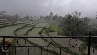 Monsoon Rain Balcony View Bali | Rainfall For Relaxing, Meditation, Insomnia, Ptsd