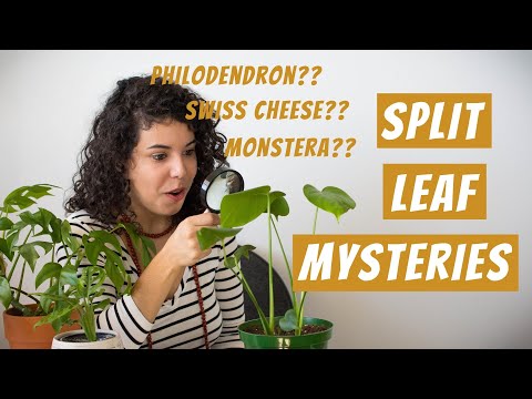 Vídeo: Split Leaf Philodendron Care: aprendre sobre el cultiu d'una planta de Philodendron Selloum