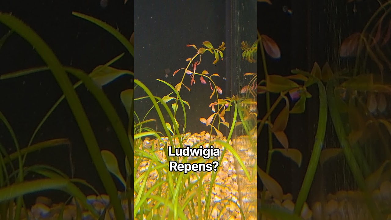 I ordered Ludwigia Repens. This looks like Pulustrus? #ludwigia #liveaquaticplants #hightechtank