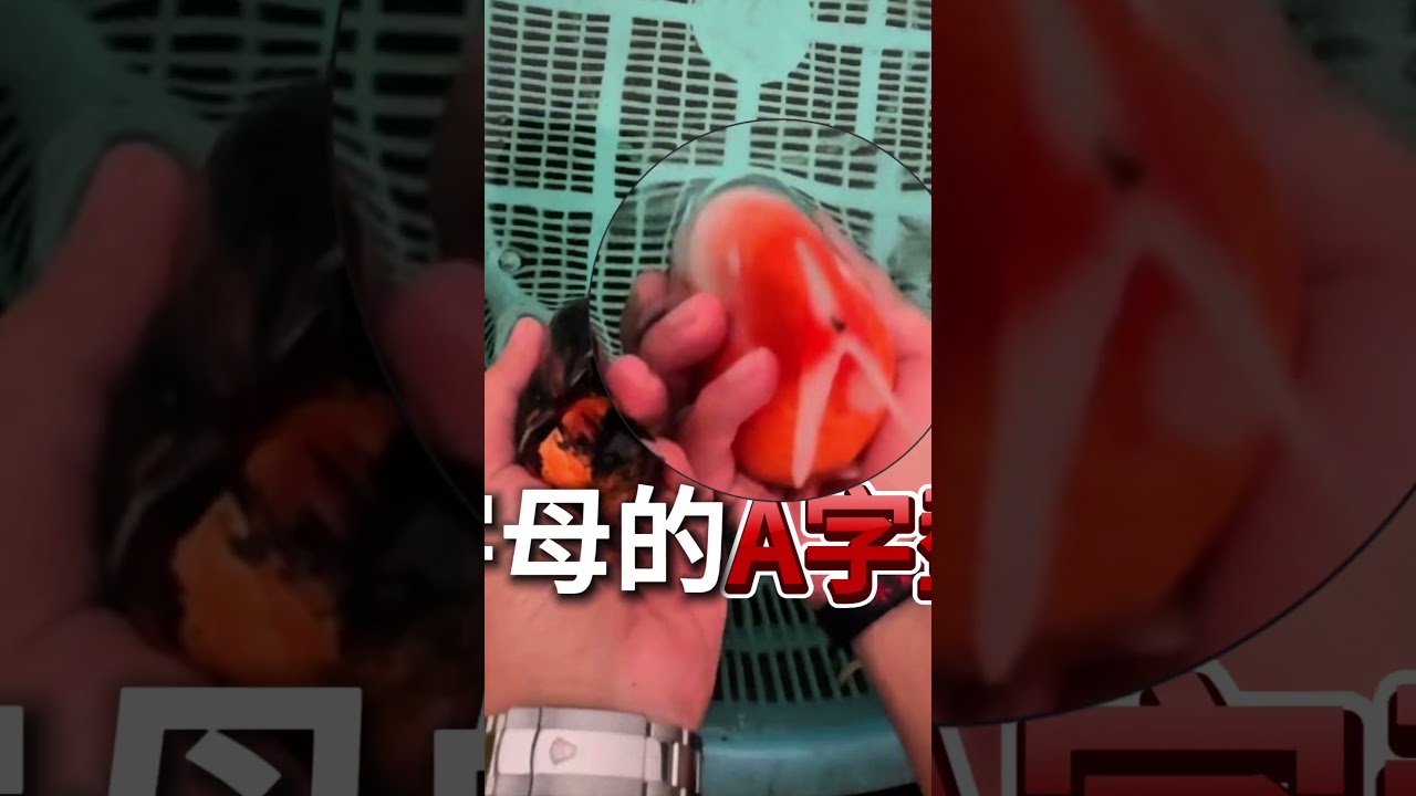 我們這麼注重品質，就是要把好的東西帶給大家#珠寶水族 #蘭壽 #金魚 #水族 #goldfish 縮圖
