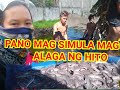 Paano Mag Simula mag Alaga ng hito