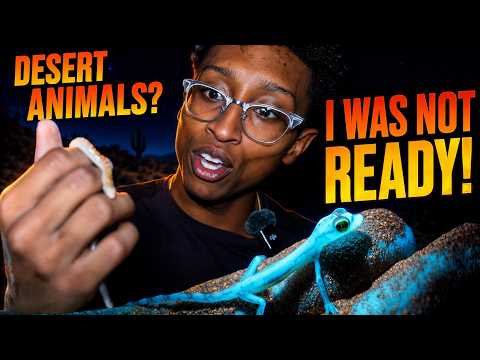 GLOWING GECKOS IN THE DESERT!