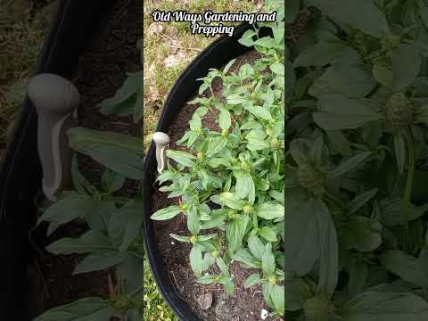 Post by Old Ways Gardening and Prepping