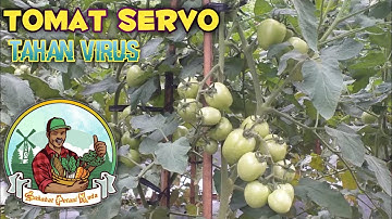 Tanam Tomat Servo Dari Awal Sampai Panen