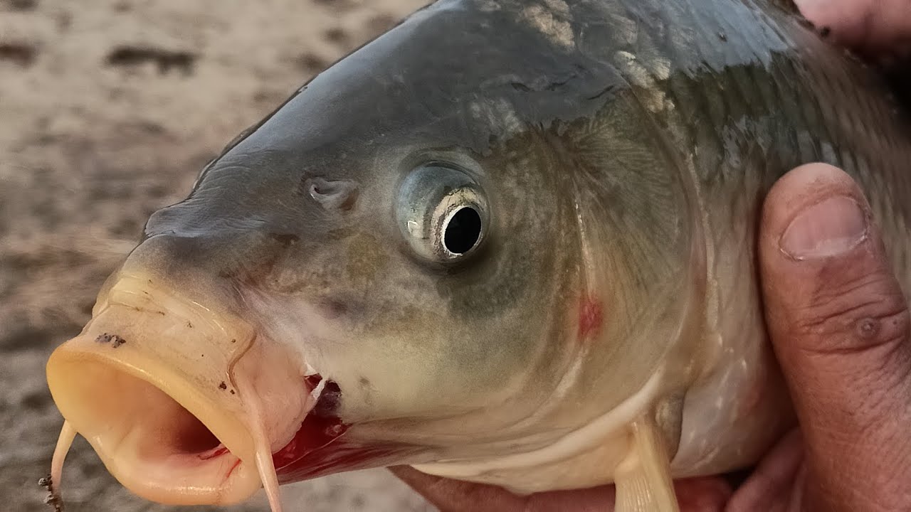 Kırşehir de sazan peşindeyiz #fishing #carpfishing #doğa