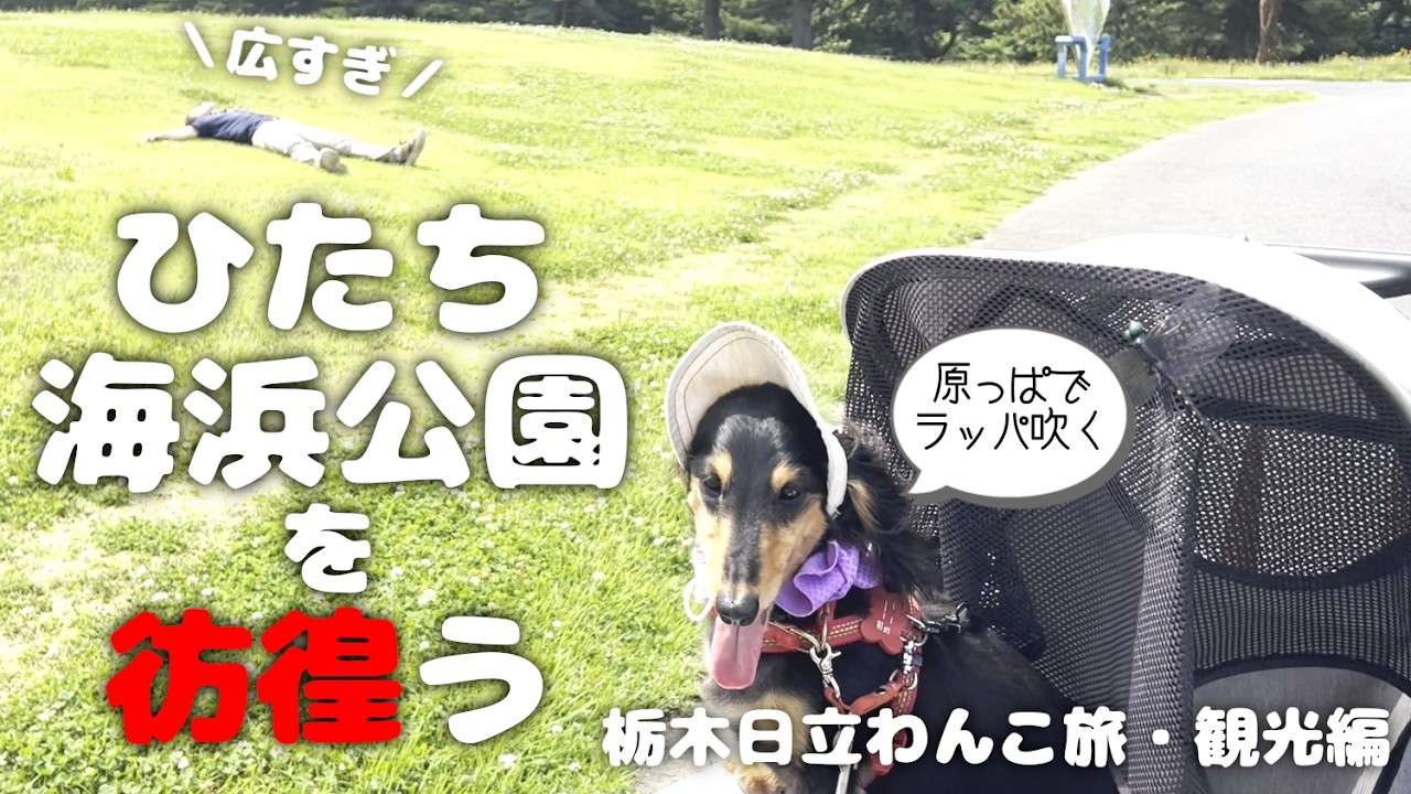 【犬連れ旅行茨城日立観光】ひたち海浜公園が広すぎて歩き疲れました🐶🐶💦1泊2日わんこ旅3/3 2024.6