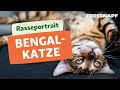 Rasseportrait: Bengalkatze