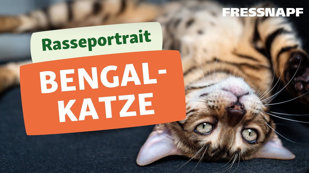 Rasseportrait Bengalkatze