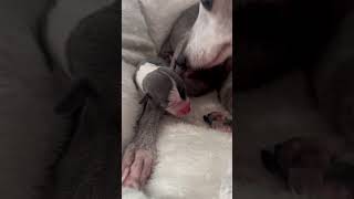 mom italian greyhound taking care of puppy  iggyfam