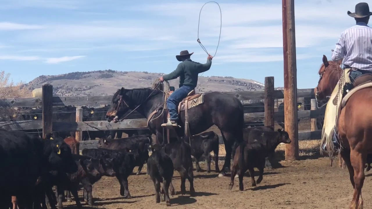 Cody Horse Sale Best of the Rockies Hip 80 Irma YouTube