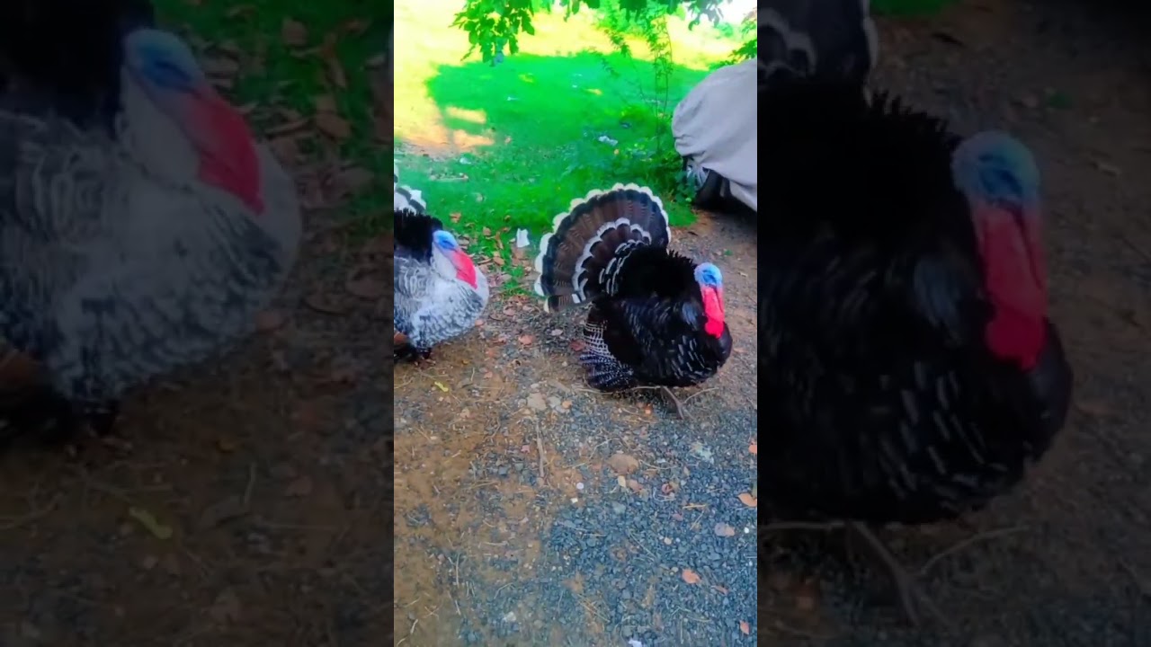 Black and White Turkey Birds