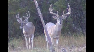 Summer trip to the deer lease