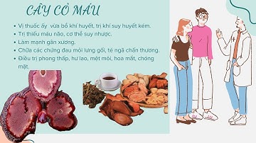Tìm Hiểu Về Cây Cỏ Máu _ Kê Huyết Đằng