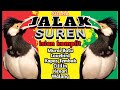 masteran burung kicau || suara burung jalak suren isian komplit