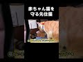 赤ちゃん猫を守る先住猫 #うにむぎはち #子猫