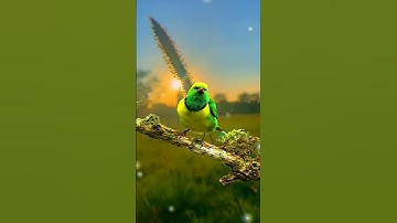 Thumbnail of ki misti dekho misti song #morning #sunset #naturevideo #kimistisong #shortsvideo #viral #trending |