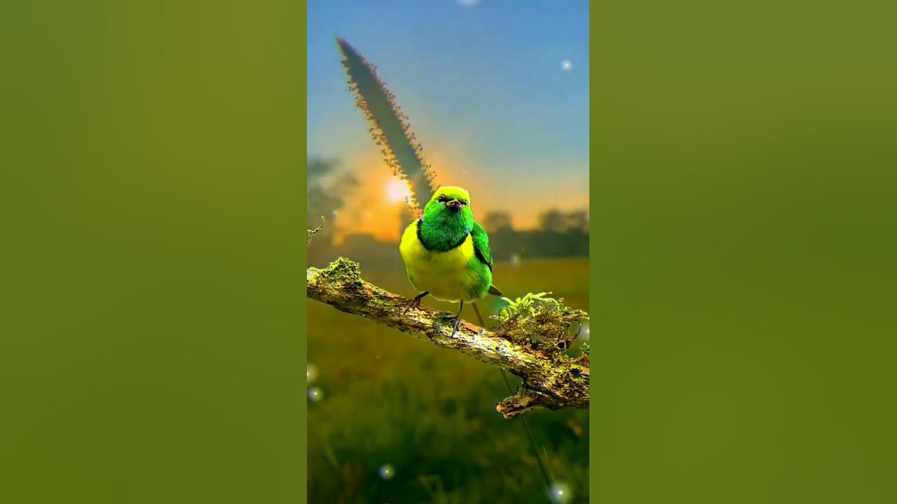ki misti dekho misti song #morning #sunset #naturevideo #kimistisong #shortsvideo #viral #trending |