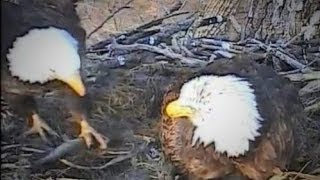 Decorah Eagles  4-15-14  Mom Brings Grass, Dual Feeding \& Live Fish