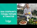 АКТУАЛЬНО! КАК СОХРАНИТЬ СВЕЖИМИ ПЕРЦЫ И ТОМАТЫ ДОЛЬШЕ. Дозревание зеленых перцев и помидор.