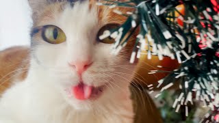 歯がないから舌が出ちゃう預かり猫が可愛すぎる♡｜27~33日目【保護猫活動】