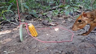 Armadilha de laço para pegar Pacas  Sobrevivência na Selva