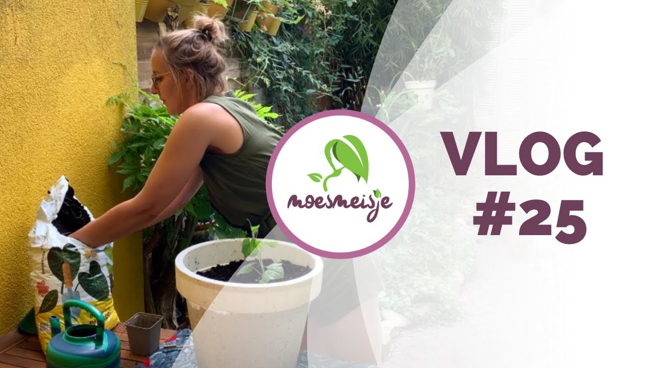 MOESTUIN VLOG #25 | Uitlopers aardbeien, andijvie zaaien, kiwano uitplanten en moestuin update