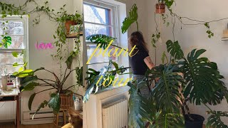 plant tour / 59 plants in a 1 bedroom apartment