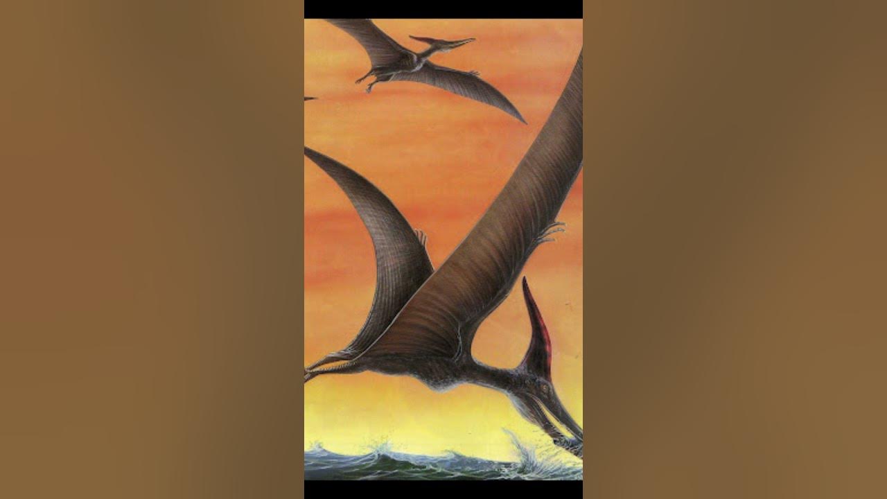 Pteranodonte e pterodáctilo são só nomes diferentes para o mesmo