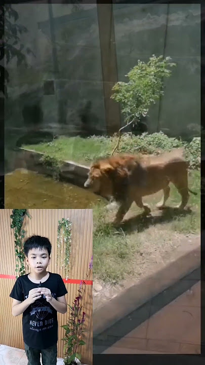 JACE AS ZOO JUNIOR REPORTER #shortfeeds